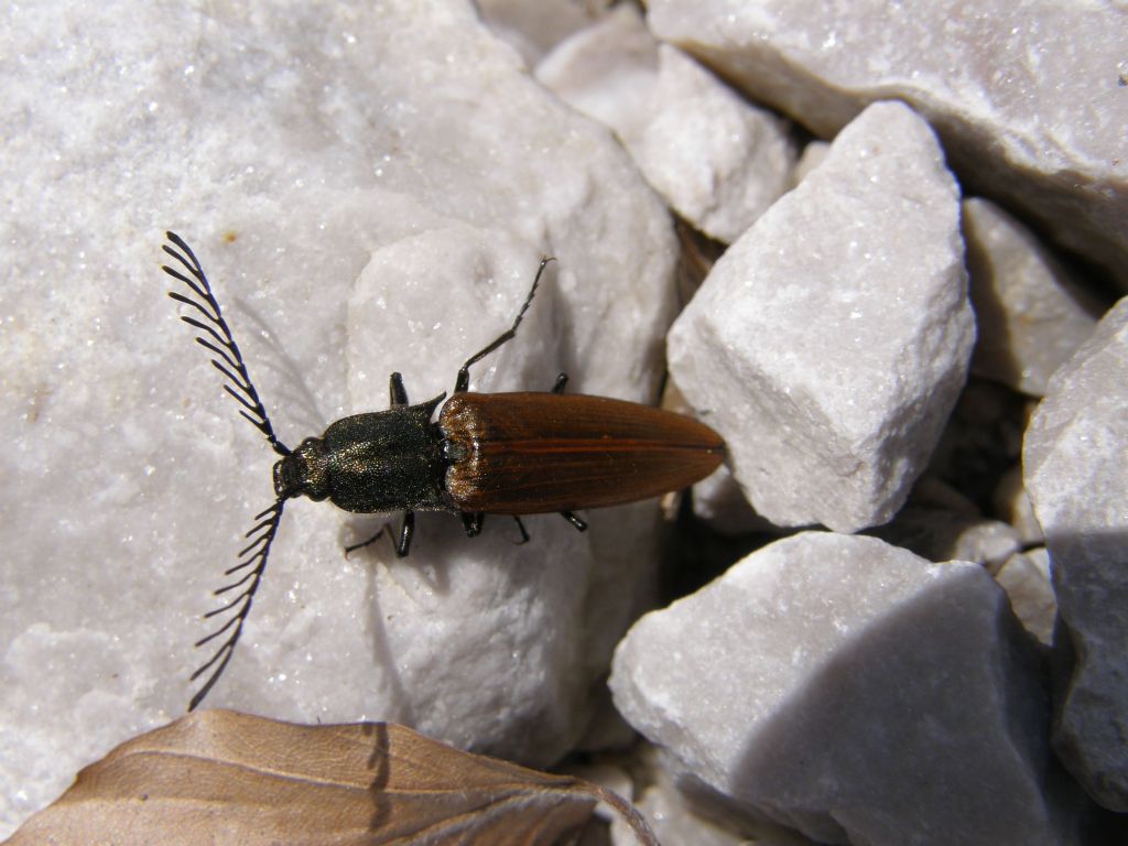 Elateridae: Anostirus? No, maschio di Ctenicera virens